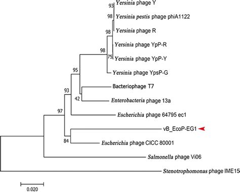 Is there a whole genome phylogenetic tree construction …