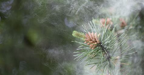 Is there pollen when it rains