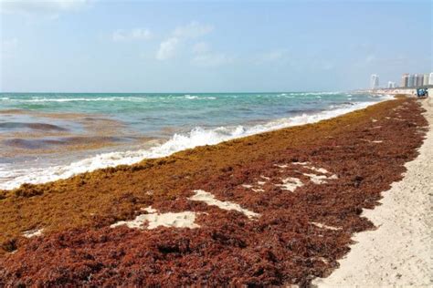 Seaweed in seen in the beaches of Miami Beach, Miami, March 10, 2023. Five thousand miles long, 400 miles wide, and over six million tons, a massive bloom of sargassum seaweed is drifting toward .... 