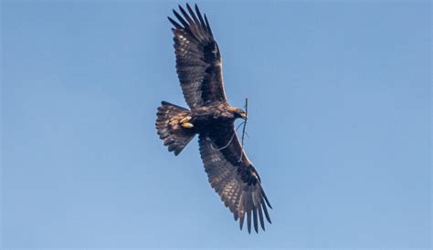 Is this Golden Eagle on a nest? - Wisconsin Breeding Bird Atlas