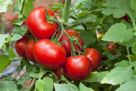 Is tomatoes high in sugar? AnswersDrive