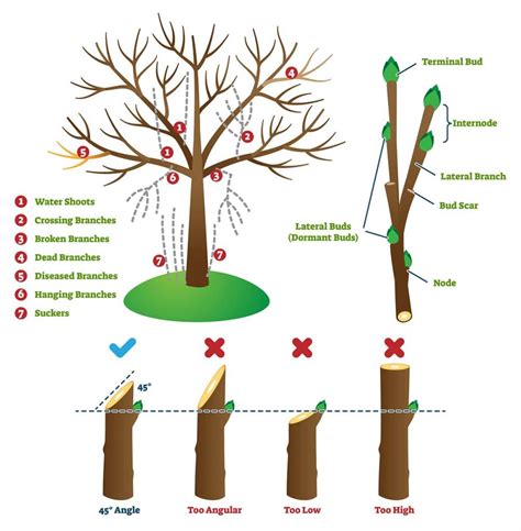 Is tree pruning the same as trimming? - hodgestruckandcrane.com