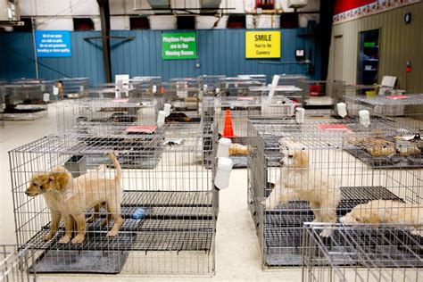 If the breeder will not let you into the kennel area, this is a major sign of concern. On the other hand, if they do allow you to see the kennel and the conditions are dirty, this is also a sign to walk away. 6. Keep An Eye Out For "Dirty" Puppies. Another common mill dog issue is "dirty puppy syndrome.". 