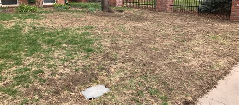 Is your Denver lawn snow-sick from a brutal winter? Here’s how to help