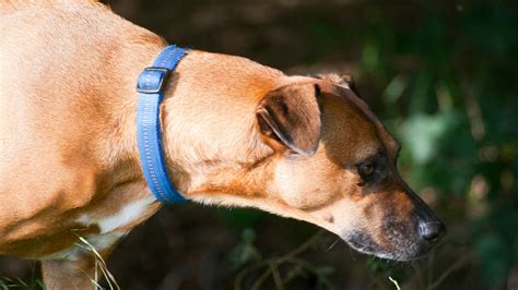 Is your dog at risk for T. cruzi infection, which can lead to heart problems and sudden death?