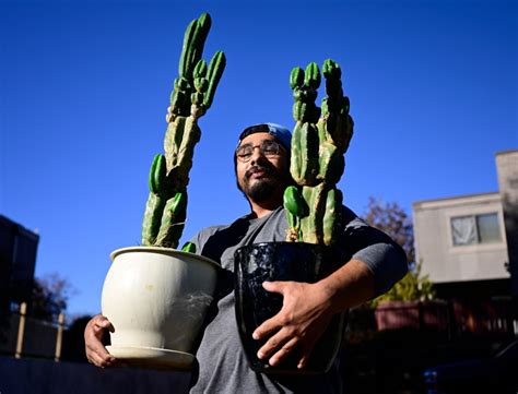 Is your house plant psychedelic? Coloradans buy San Pedro cacti, but not for their hallucinogens.