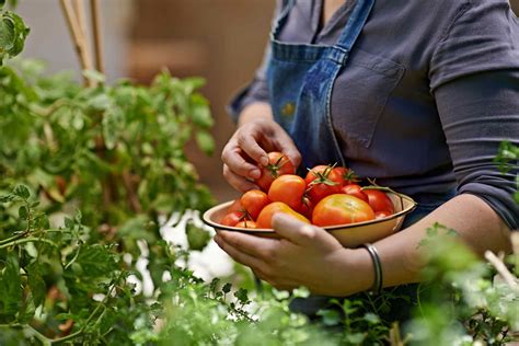 Is your tomato harvest really late this year? You’re not alone.