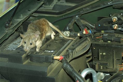 Is your vehicle's A/C out? Could be a rat problem