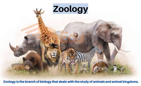 Is zoology a hard science or soft science? Homework.Study.com