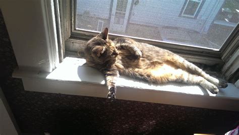 Isis Kitty Onlyfans Leaked [CLIP] 🍌 60 Vids