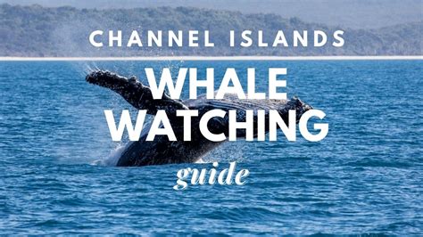 Island channel.  Channel Islands Whale Watching trips begin each year in ...