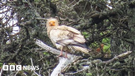 Isles of Scilly: Egyptian vulture seen in UK for first time in 150 ...