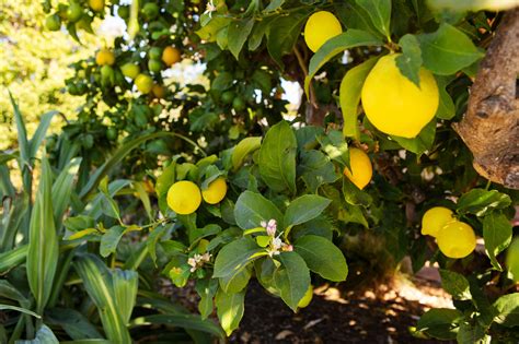 Accessing this website or other Lemon Tree info