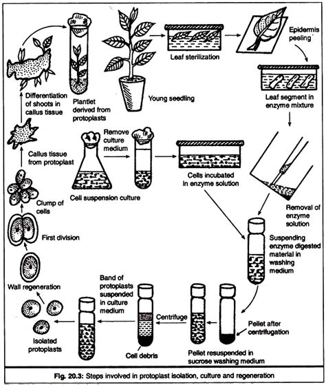 Isolation and Culture of Protoplast Cell Biology