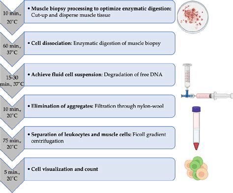 Isolation of Live Leukocytes from Human Inflammatory Muscles