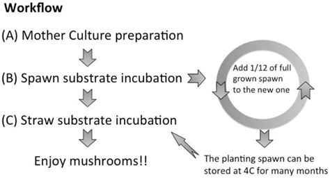 Isolation of Mother Cultures and Preparation of Spawn for Oyster ...