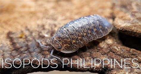 A discussion group for isopods keepers in the Philippines.. 