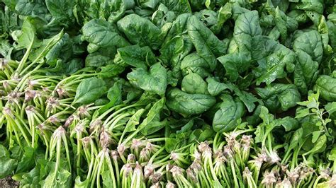 Ispanak çeşitleri. 