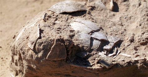 Israeli archaeologists discover first-ever cooked ostrich eggs, maybe