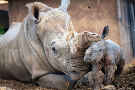 It's a girl! First baby rhino born at Safari West in Santa Rosa