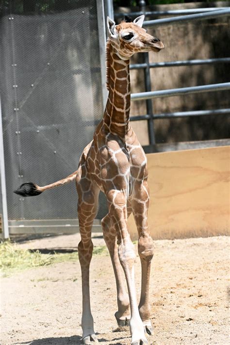 It’s a girl! Brookfield Zoo welcomes giraffe calf