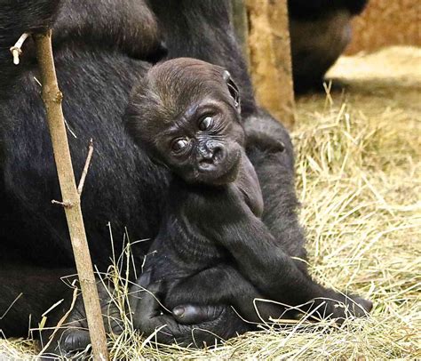 It’s official! National Zoo’s new baby gorilla has a name