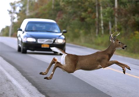 It’s peak season for deer crashes in Massachusetts: Where were the most deer collisions last fall?