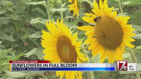 It’s prime sunflower time in Raleigh’s Dorothea Dix Park