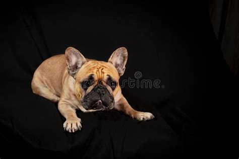 It appeared in Paris in the mid-nineteenth century, apparently the result of cross-breeding of Toy Bulldogs imported from England and local Parisian ratters