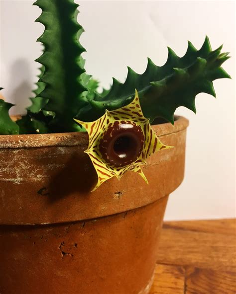 It finally happened! My zebra butthole cactus bloomed!! - Reddit