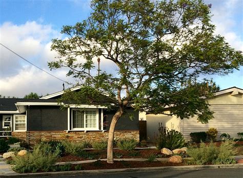 It was a perfectly healthy tree in Clairemont San Diego Reader