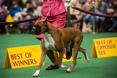 It was about before Americans showed interest in this breed, a time when the boxer won in Group and Best in Show