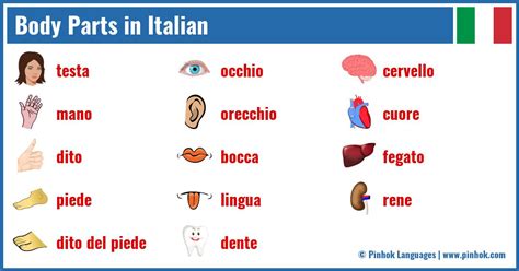 Italian: Body Parts Quiz - Sporcle