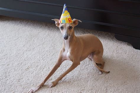 Italian Greyhound Birthday