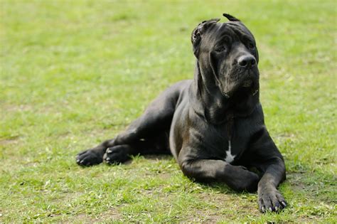 This large breed of Italian mastiff is a descendent of the dogs Roman soldiers used in wars. It has a sleek muscular body weighing up to 50kg (110lbs). The business end of the Cane Corso is its large, intimidating head with powerful jaws. One look would tell most people that this is a dog that could inflict a good deal of damage.. 