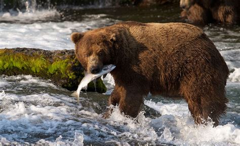 Italy captures brown bear that fatally mauled runner
