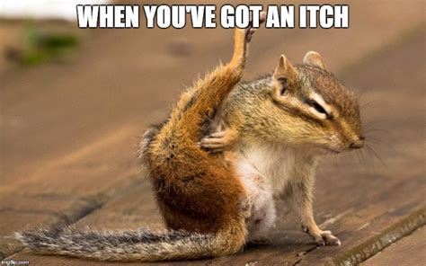  DAM it! lol. Images tagged "itch". Make your own images with our Meme Generator or Animated GIF Maker. . 