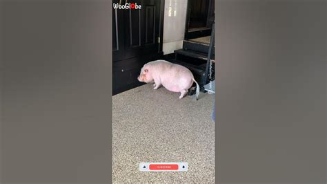 Itchy Pig Scratching Itself WooGlobe - YouTube