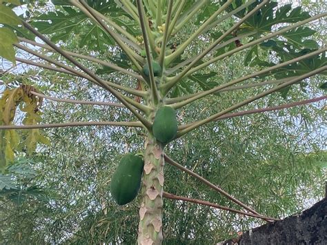 Itu rp dalam bahasa gaul. Pepaya matang di pohon.