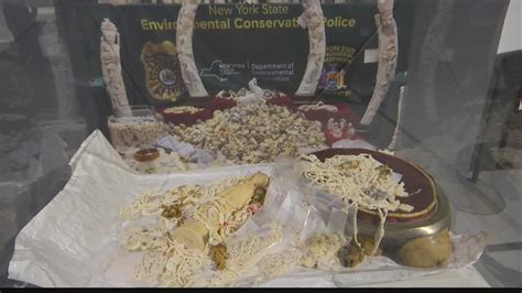 Ivory seized from illegal trade on display at NYS Museum