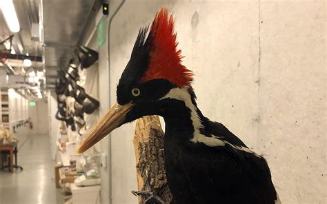 Ivory-billed woodpecker last seen in east Arkansas extinct, …