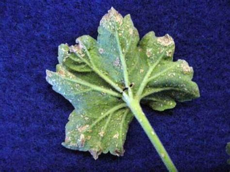 Ivy Geraniums Horticulture and Home Pest News - Iowa State …