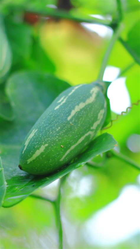 Ivy gourd Facts, Health Benefits and Nutritional Value