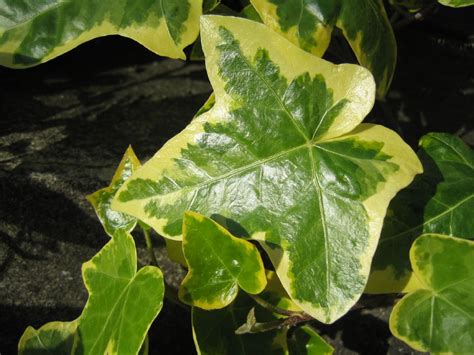 Ivy plant care. The Swedish ivy grows best in areas with regular water and humidity. You can water your plants once a week but allow the soil to dry between watering. Following these watering tips helps prevent overwatering from leading to root rot. … 
