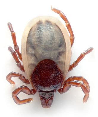 Ixodes hexagonus - Wikipedia