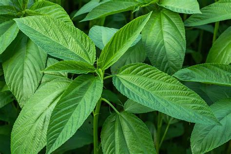 Jüt & Örgü Halılar.