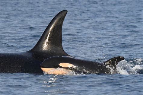 J Pod welcomes first newborn orca calf in more than 2 years ...