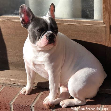 J.Wild French Bulldogs