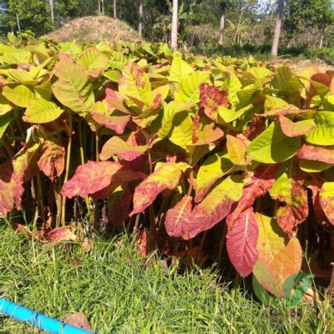 Jabon Merah Siap Tanam - Agro Bibit ID - raincitystudios.com