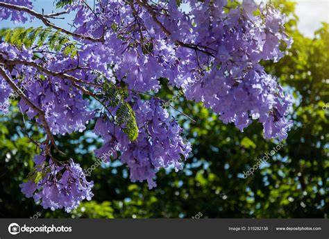 Jacaranda Tree - raincitystudios.com